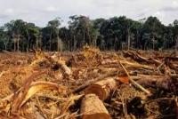 Penggerebekan Bocor! Polair Amankan 6 Ton Kayu Meranti Ilog, Pelakunya Berhasil Kabur